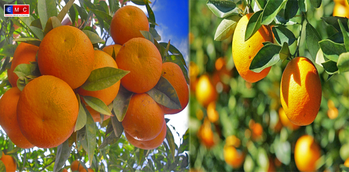 نتيجة بحث الصور عن البرتقال اليافاوي